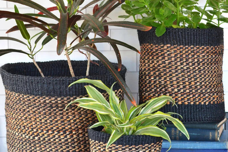 The image presents three woven baskets with a two-tone pattern, primarily black with a natural tan stripe in the middle. These baskets contain various green plants and are placed on top of a stack of books, against a white wall and on a wooden surface.