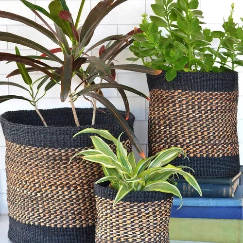 Different potted plants in sisal baskets against a white wall on a blue surface. Varied leaves.