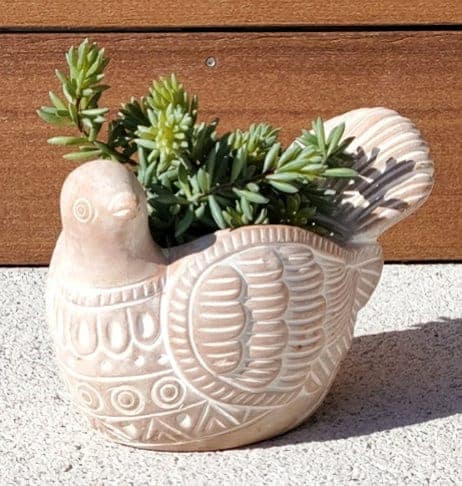 Dove Terracotta Pot ~ Mitch's Backyard