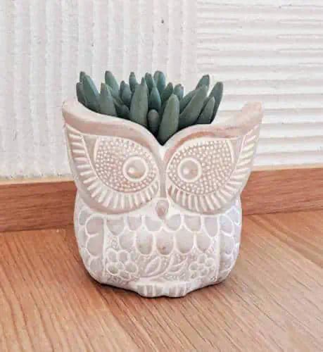 Owl Terracotta Pot ~ Mitch's Backyard