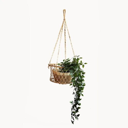 Single Hanging Basket ~ Mitch's Backyard